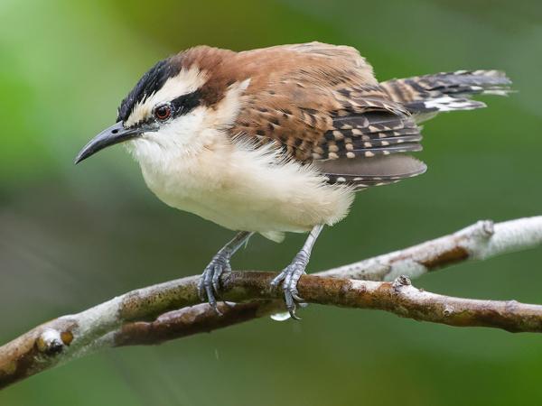 Roodrugwinterkoning (Campylorhynchus capistratus)